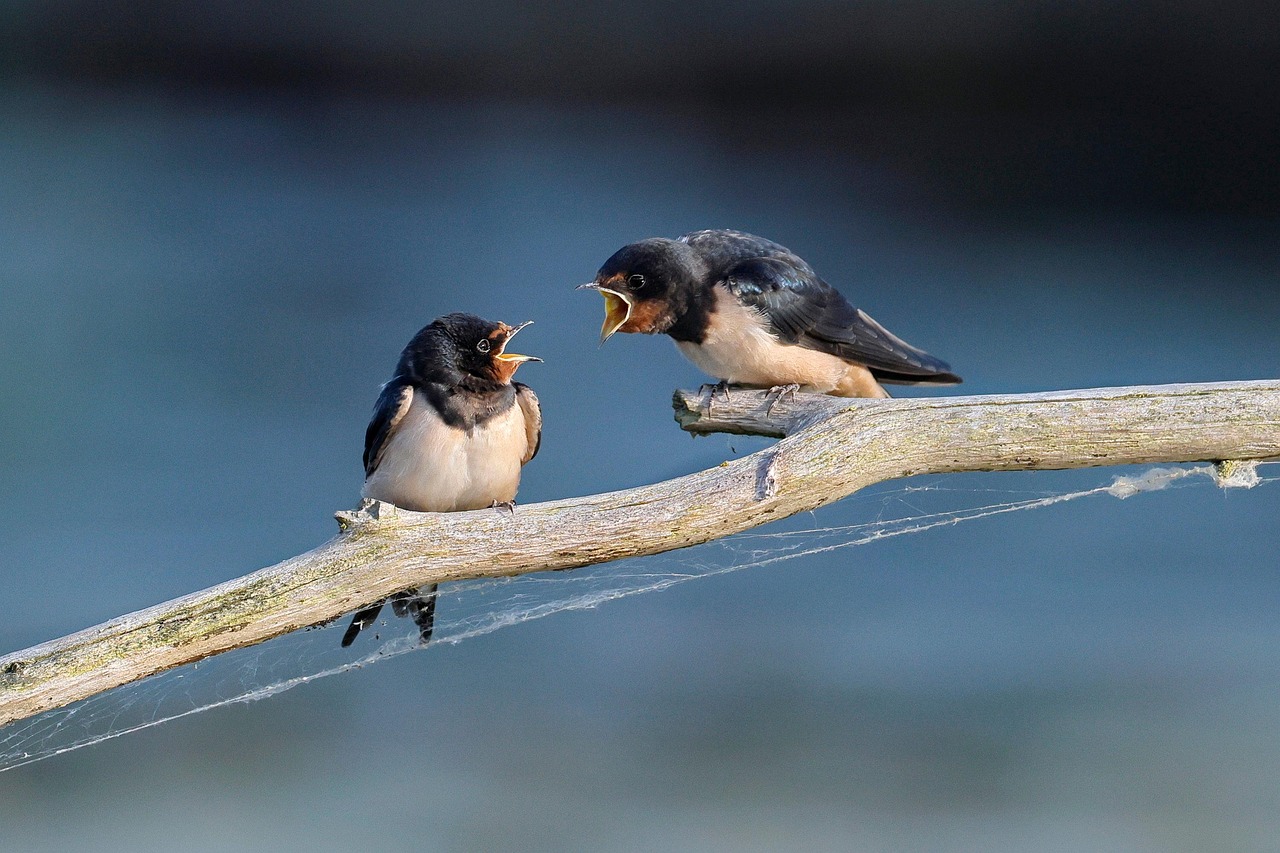 Samtal kräver tålamod, öppenhet och vilja. Image by sharkolot from Pixabay